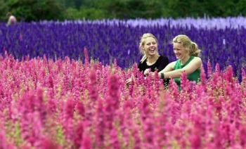Girls picking pink and purple natural confetti petals pik Girls picking pink and purple natural confetti petals