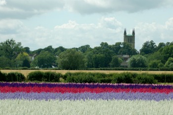 www.confettidirect.co.uk - Picture by Charles Hudson pink confetti, purple confetti, fuchsia confetti growing in fields