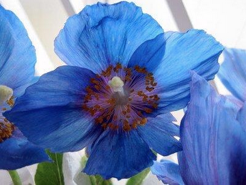 blue anenomes