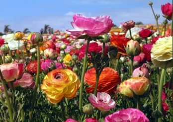 Image via GardenSnob.com Field of ranunculus flowers