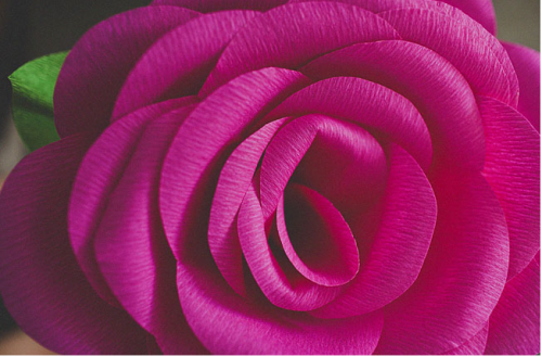 giant paper flowers giant hot pink roses