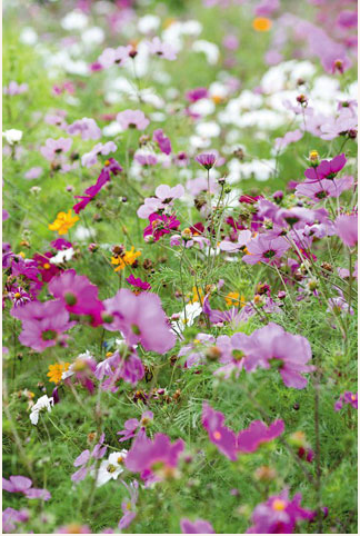 http://www.simphotography.com/ country flower meadow