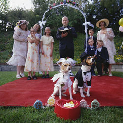 Should You Have Pets at your Wedding?