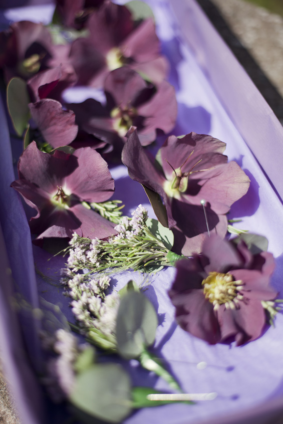 purple hellebore buttonholes