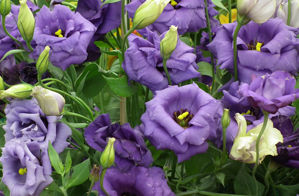 purple Lisianthus