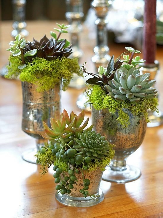 SUCCULENT CENTERPIECE