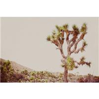 An Honorary Jewish Engagement Shoot by the Joshua Tree 